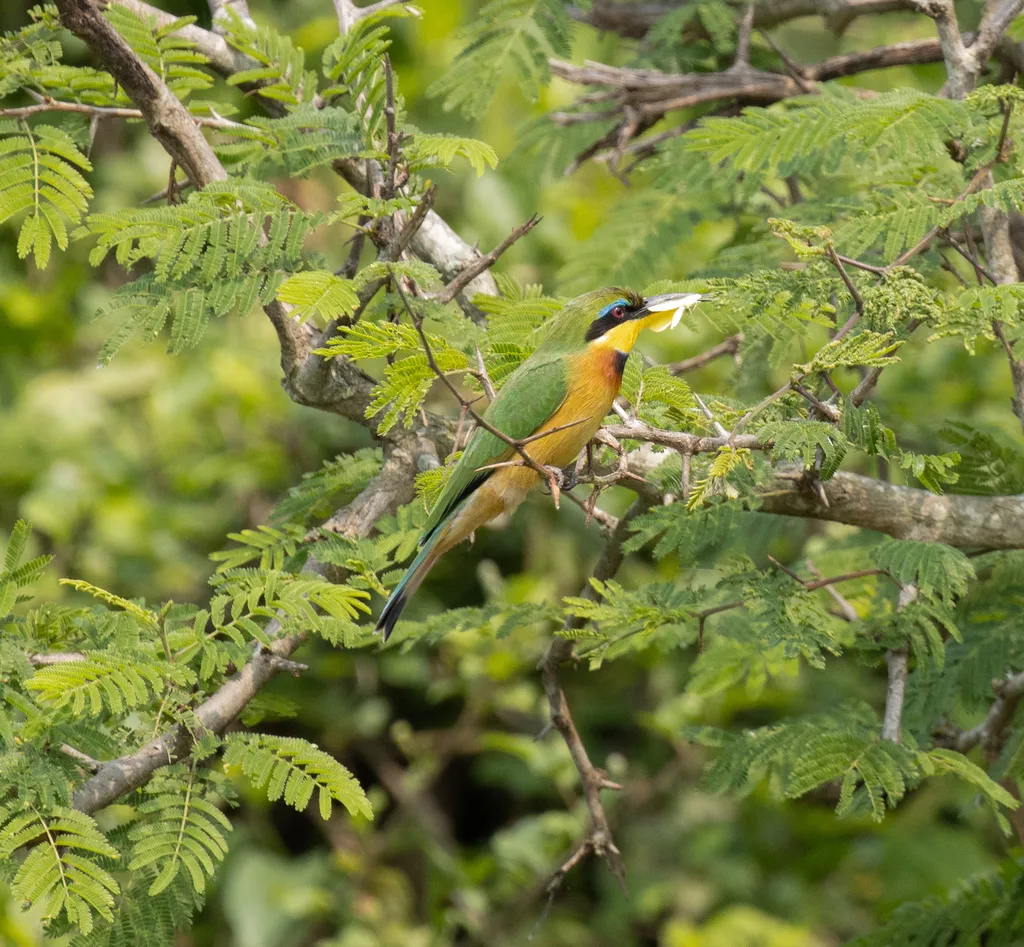 小蜂虎(Merops pusillus)