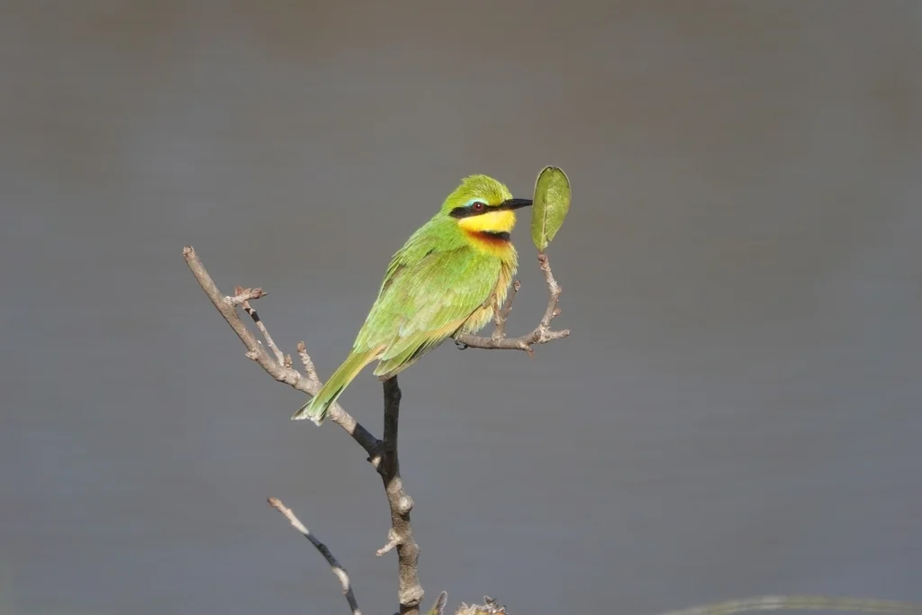小蜂虎(Merops pusillus)