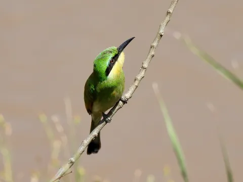 小蜂虎