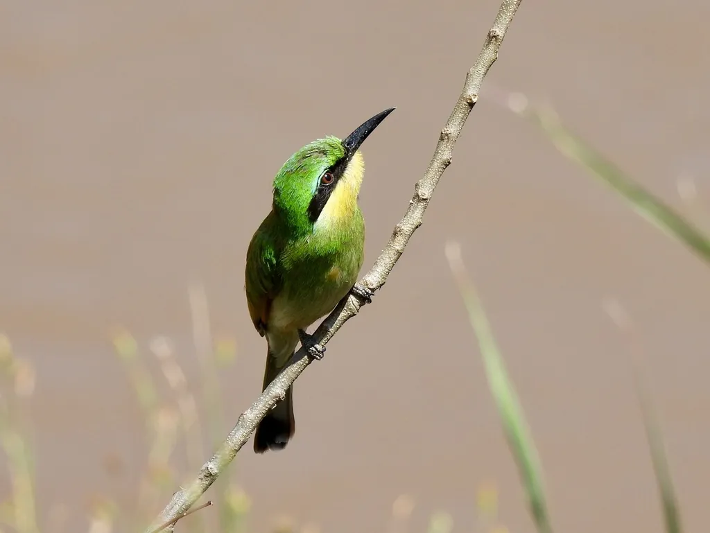 小蜂虎(Merops pusillus)