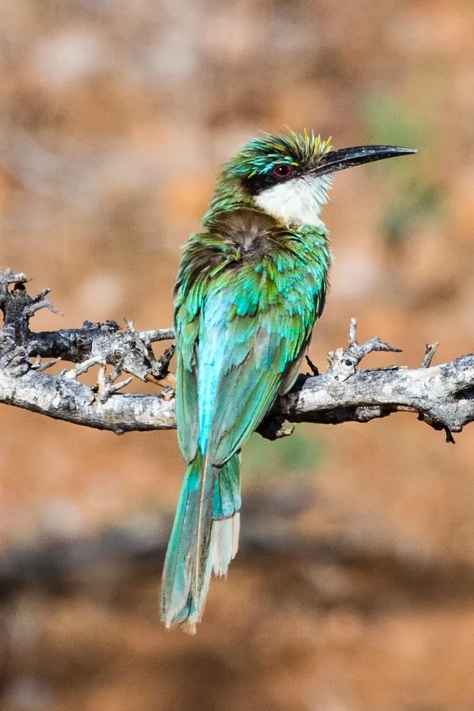 索马里蜂虎(Merops revoilii)