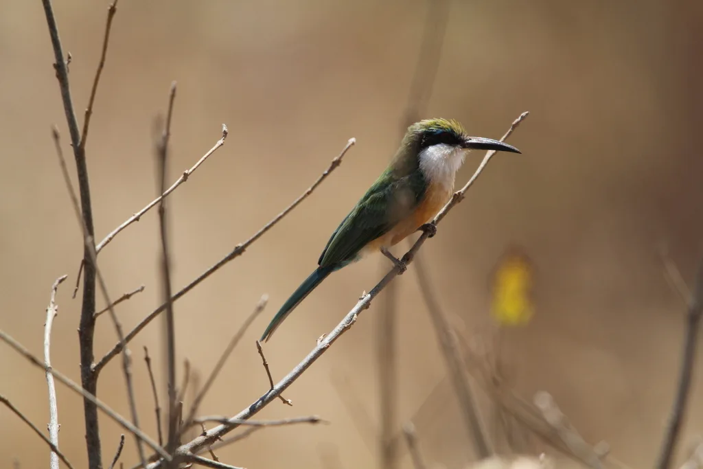 索马里蜂虎(Merops revoilii)
