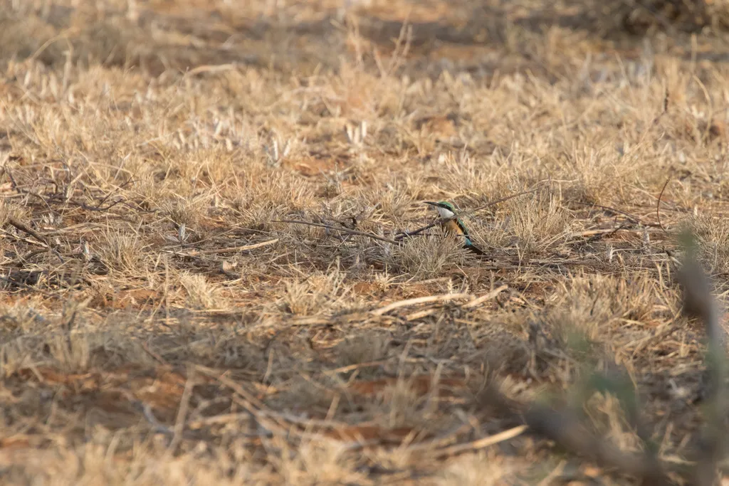 索马里蜂虎(Merops revoilii)