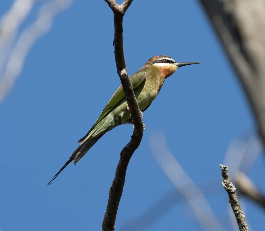 马岛蜂虎(Merops superciliosus)