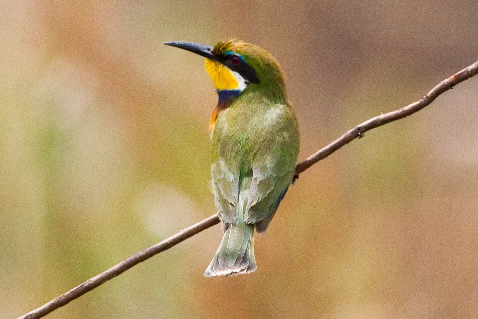 蓝胸蜂虎(Merops variegatus)