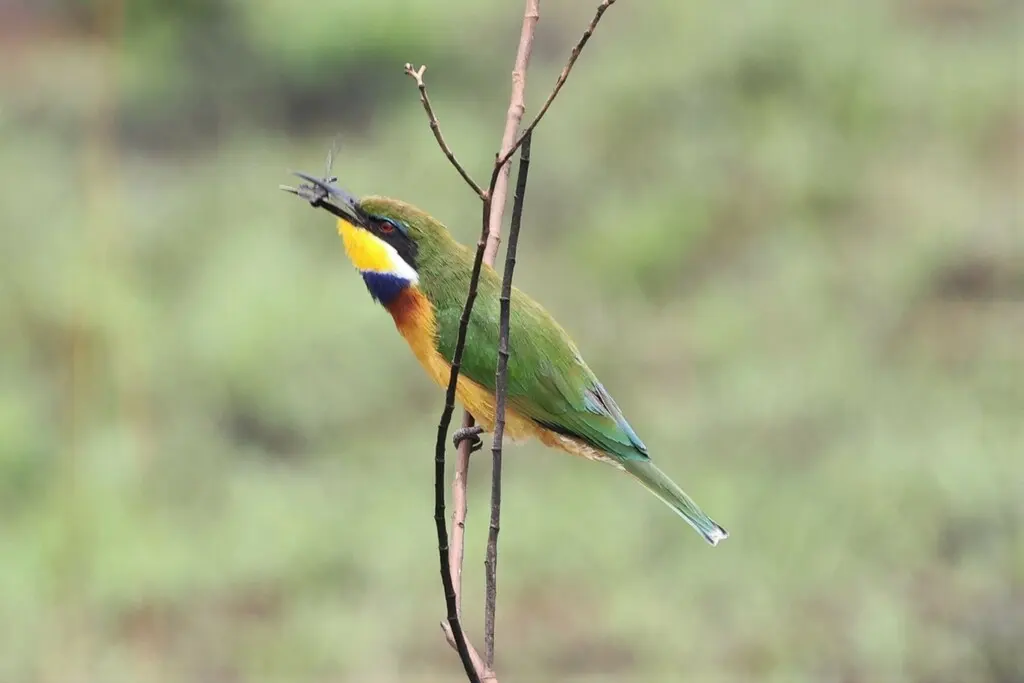 蓝胸蜂虎(Merops variegatus)