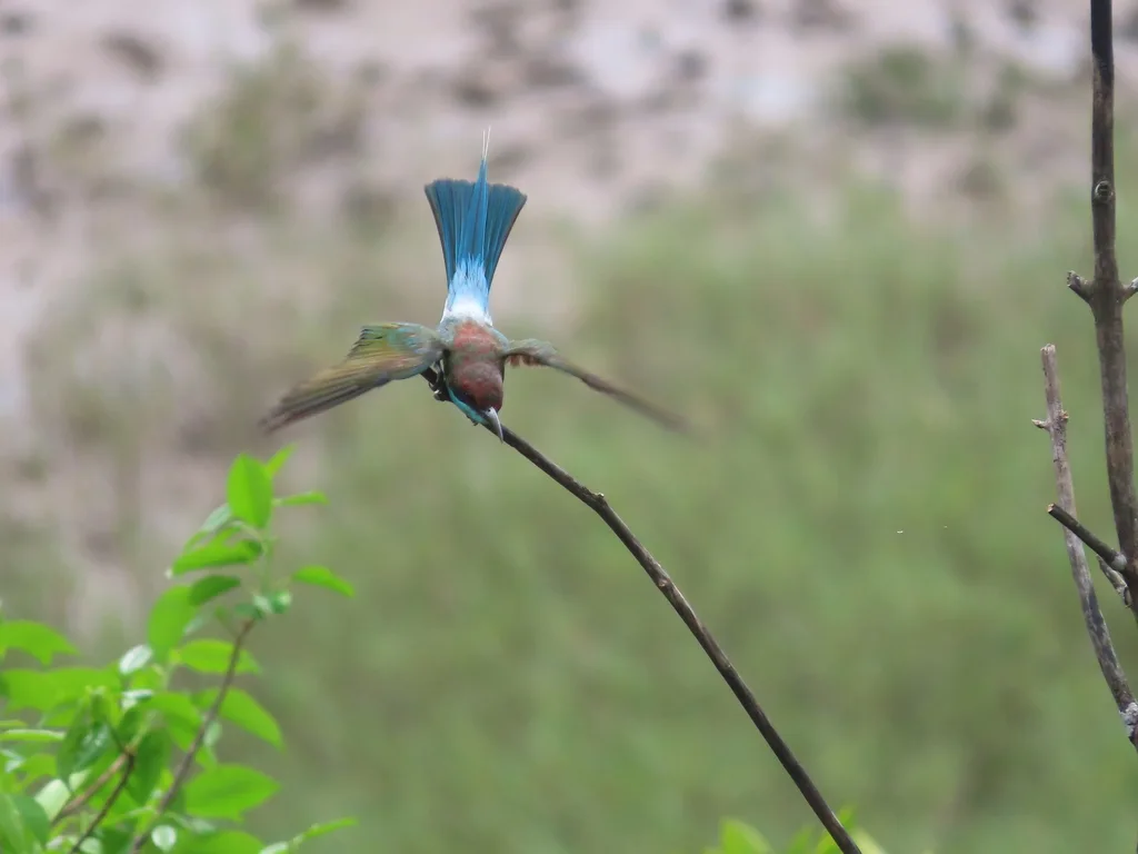 蓝喉蜂虎（Merops viridis）