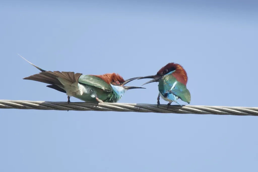 蓝喉蜂虎（Merops viridis）