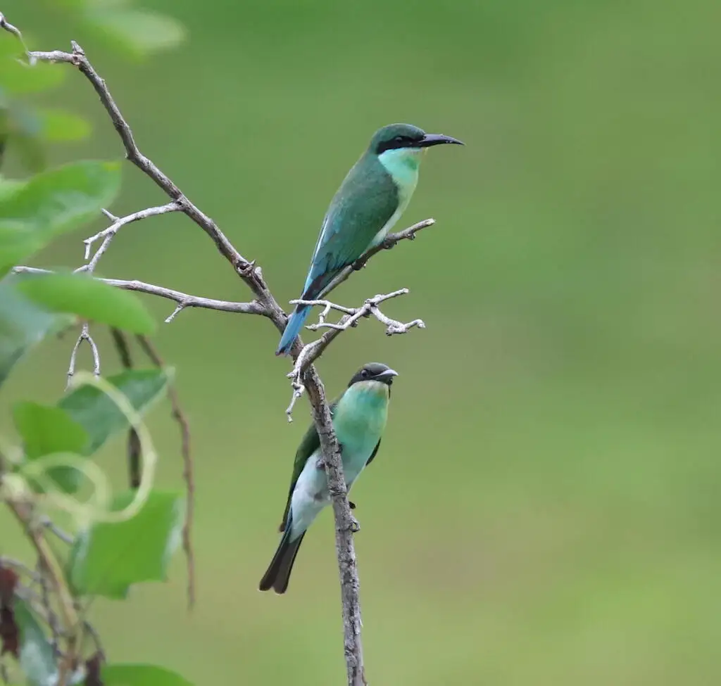 蓝喉蜂虎（Merops viridis）
