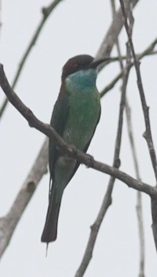 蓝喉蜂虎（Merops viridis）