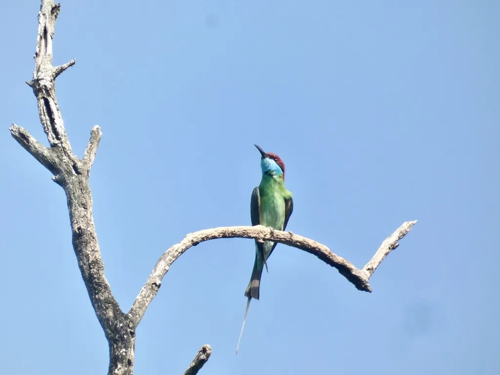蓝喉蜂虎（Merops viridis）