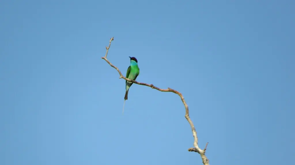 蓝喉蜂虎(Merops viridis)