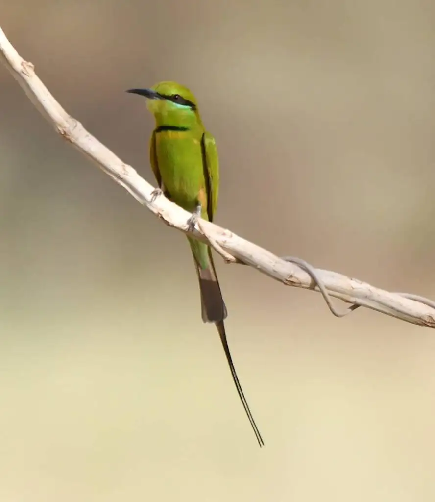 非洲绿喉蜂虎(Merops viridissimus)
