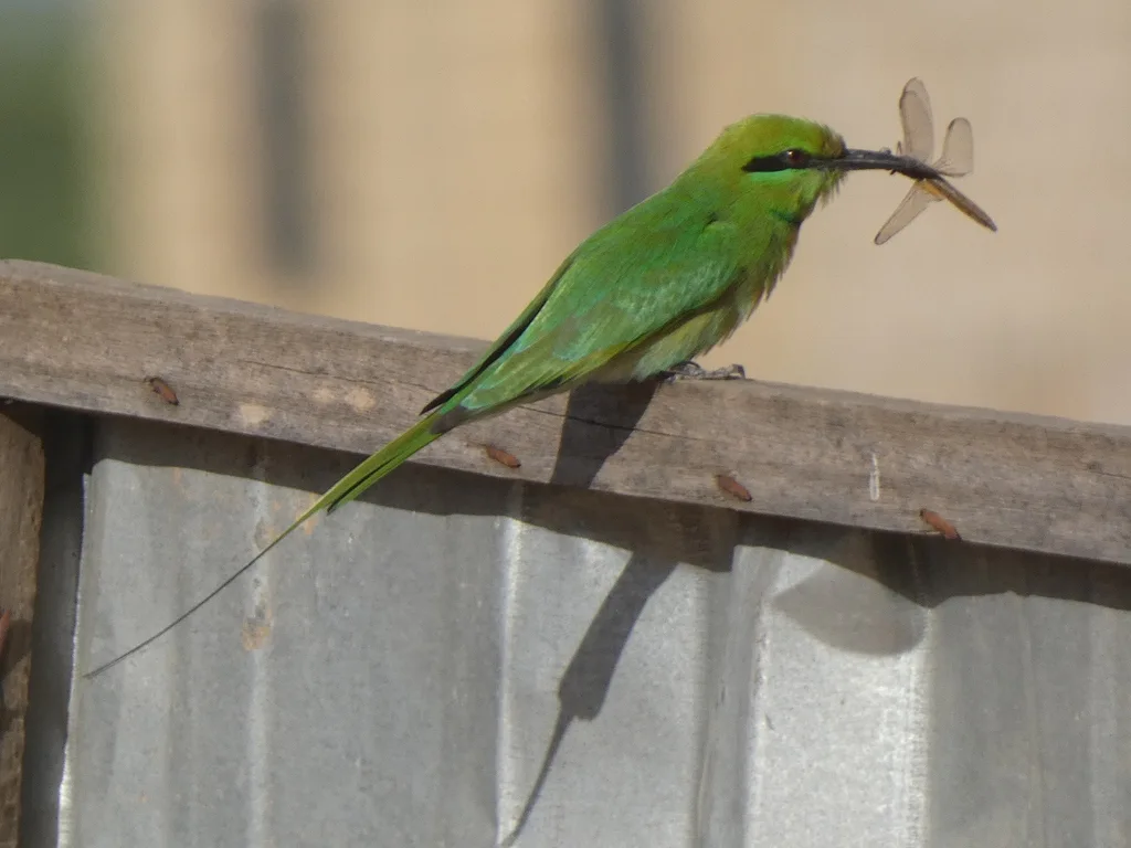 非洲绿喉蜂虎(Merops viridissimus)