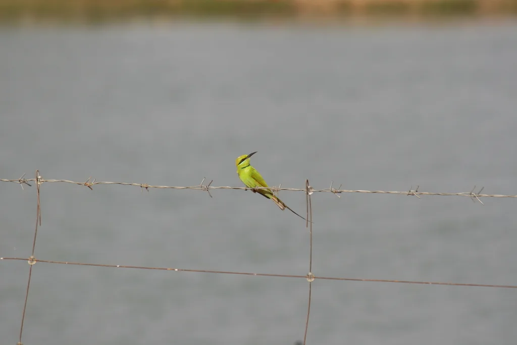 非洲绿喉蜂虎(Merops viridissimus)