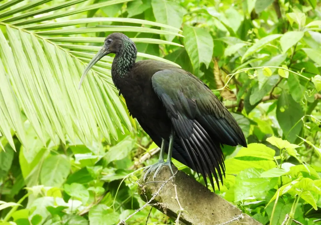 绿鹮(Mesembrinibis cayennensis)