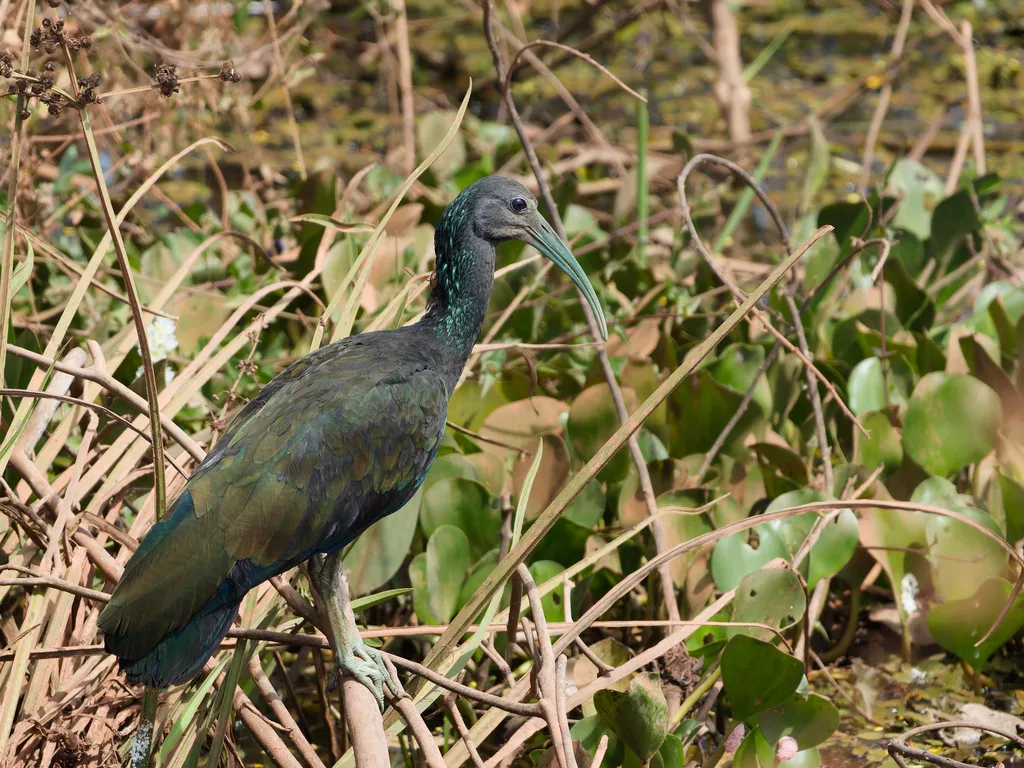 绿鹮(Mesembrinibis cayennensis)