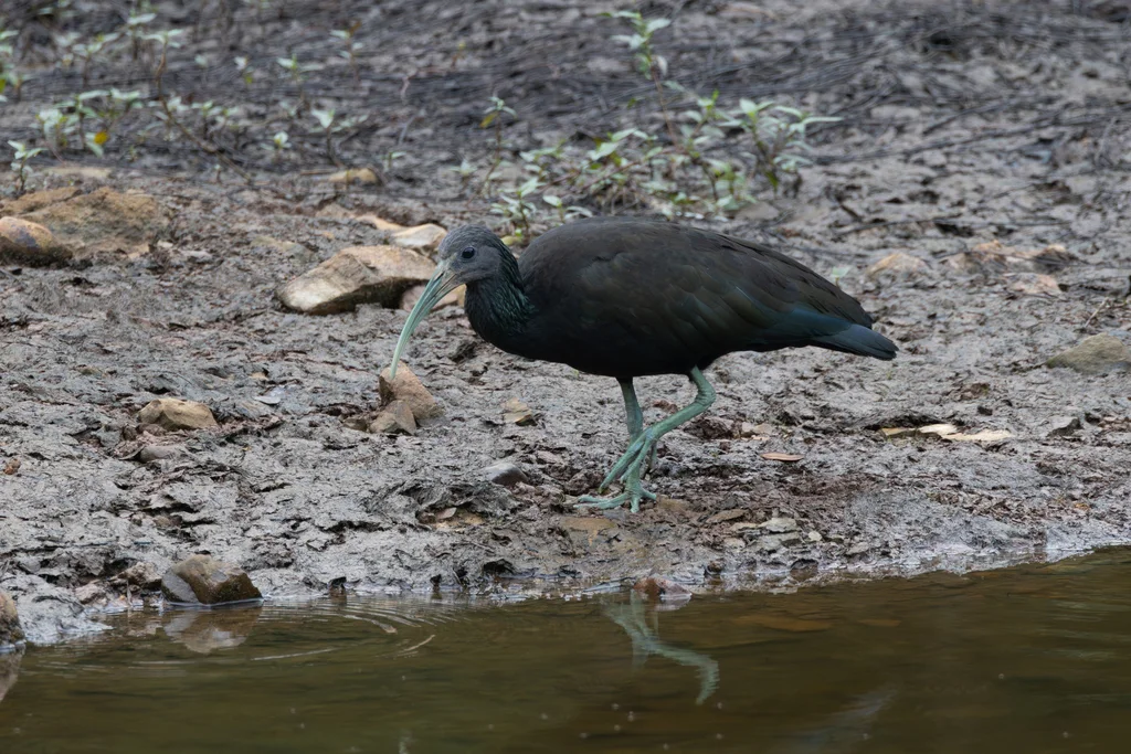 绿鹮(Mesembrinibis cayennensis)