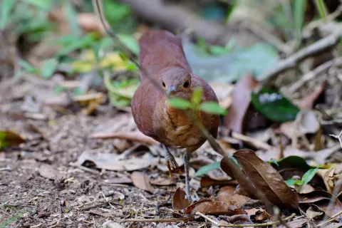 褐拟鹑