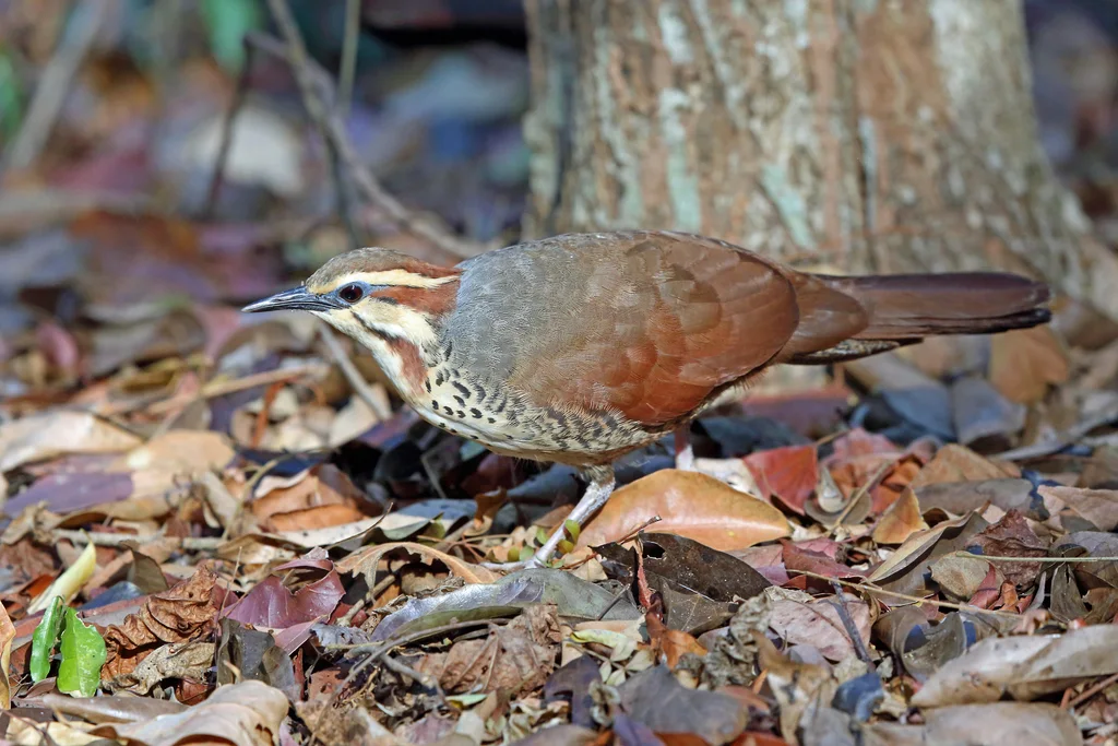 白胸拟鹑(Mesitornis variegatus)