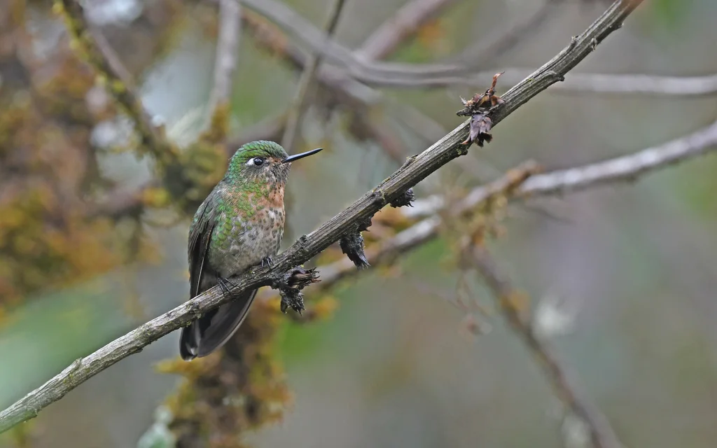 鳞辉尾蜂鸟(Metallura aeneocauda)