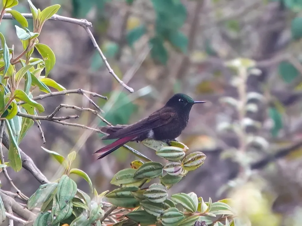 佩里辉尾蜂鸟（Metallura iracunda）