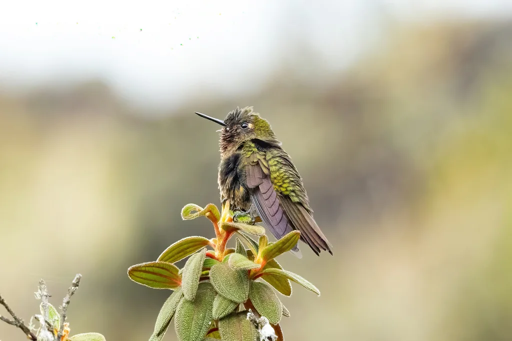 涅比辉尾蜂鸟(Metallura odomae)