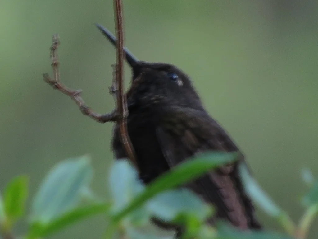 黑辉尾蜂鸟(Metallura phoebe)