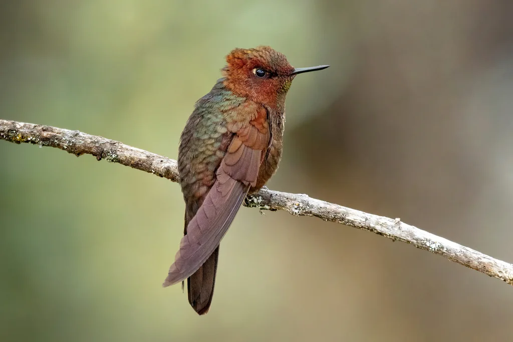 铜辉尾蜂鸟（Metallura theresiae）