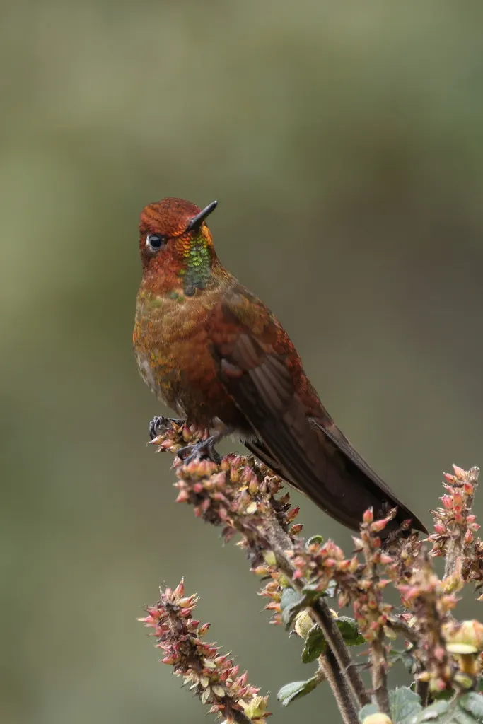铜辉尾蜂鸟（Metallura theresiae）