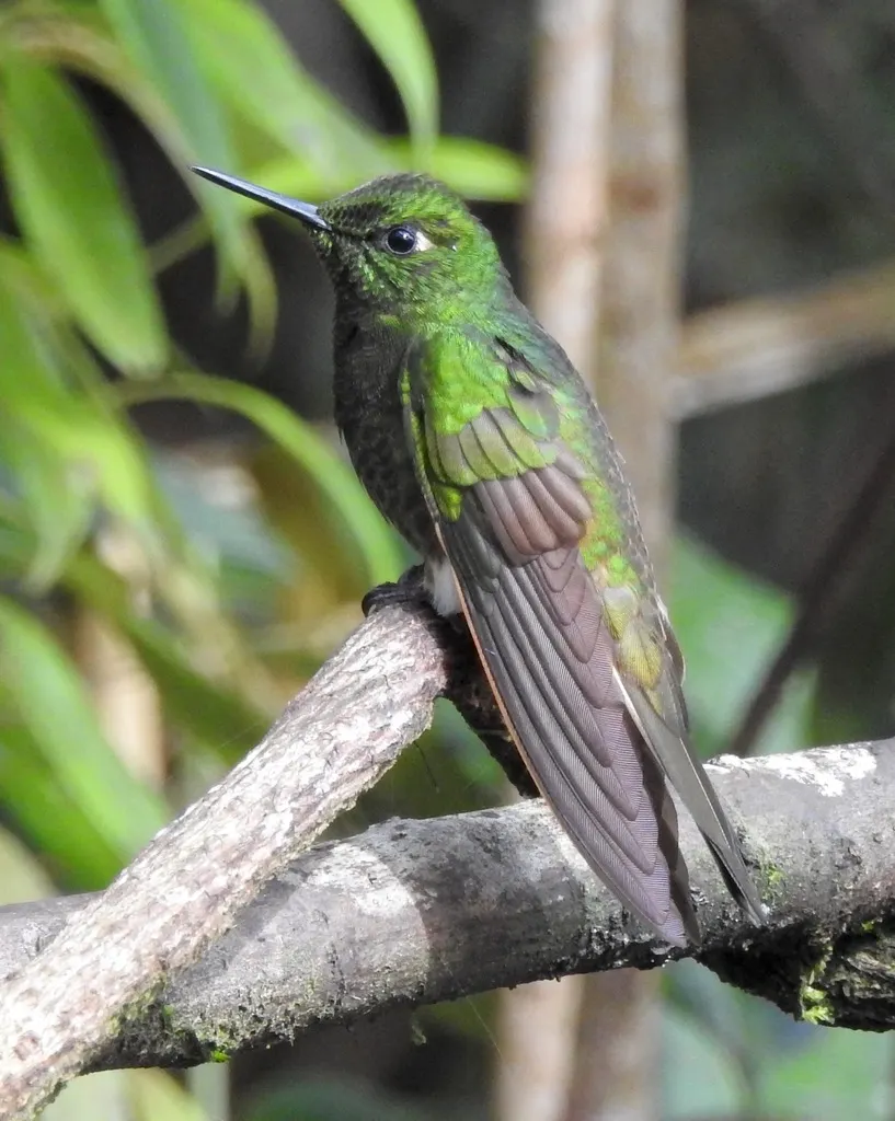 紫辉尾蜂鸟(Metallura tyrianthina)