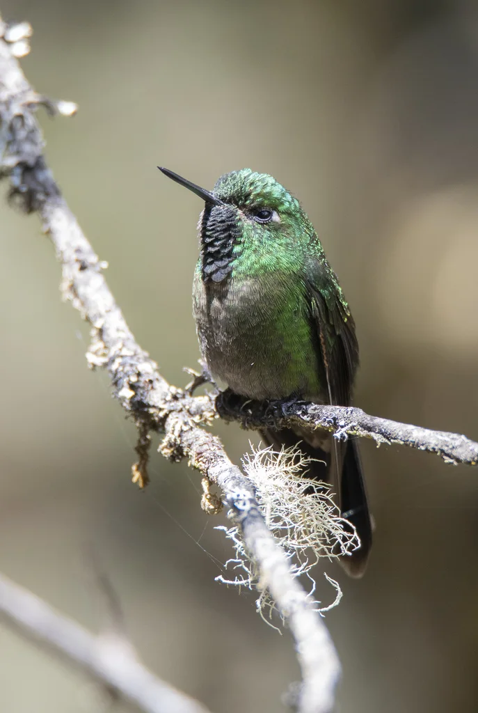 紫辉尾蜂鸟(Metallura tyrianthina)