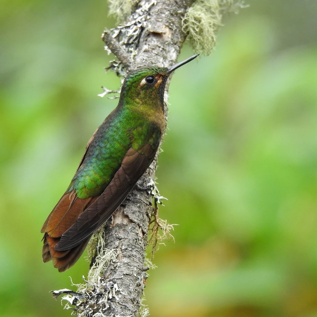 紫辉尾蜂鸟(Metallura tyrianthina)