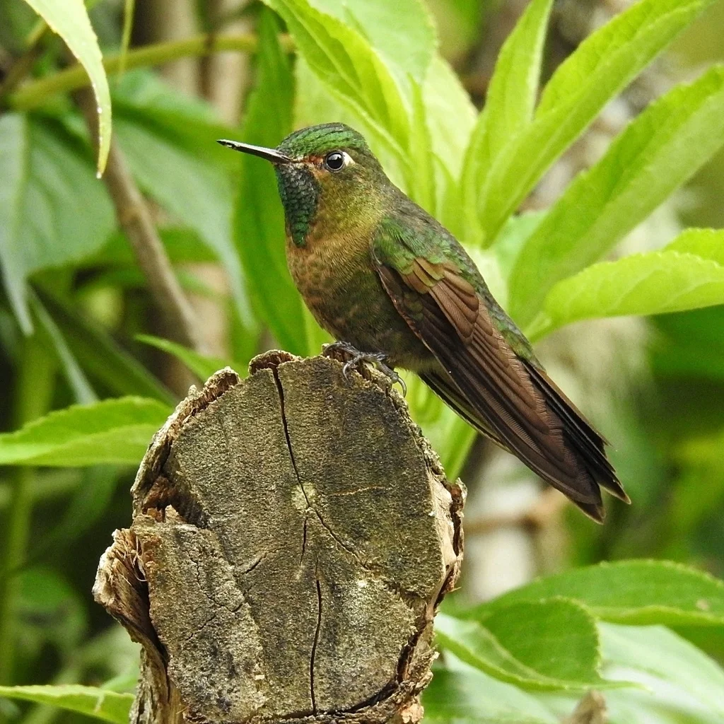 紫辉尾蜂鸟(Metallura tyrianthina)