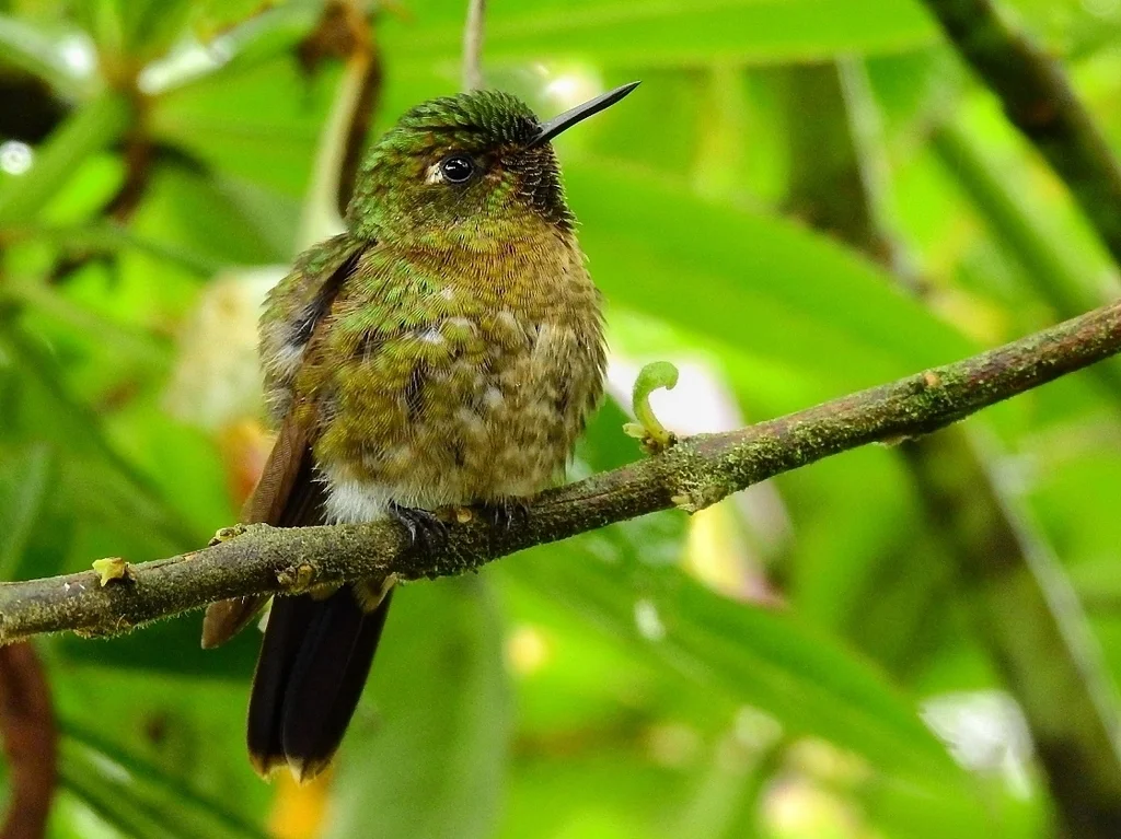 紫辉尾蜂鸟(Metallura tyrianthina)