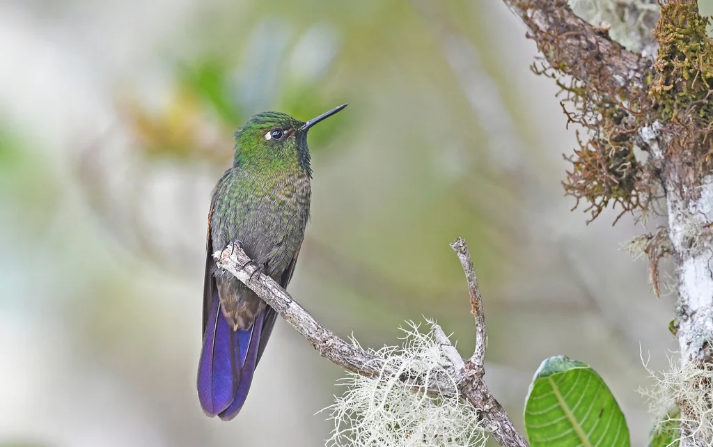 紫辉尾蜂鸟(Metallura tyrianthina)