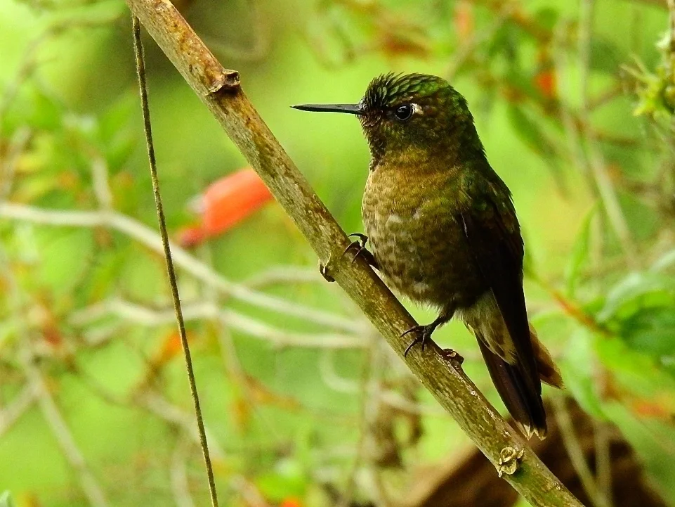 紫辉尾蜂鸟(Metallura tyrianthina)