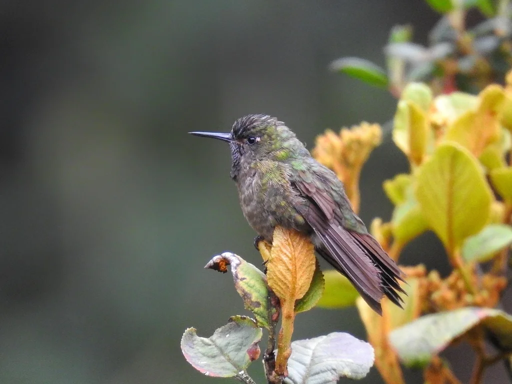 紫辉尾蜂鸟(Metallura tyrianthina)
