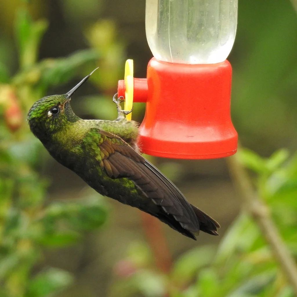 紫辉尾蜂鸟(Metallura tyrianthina)