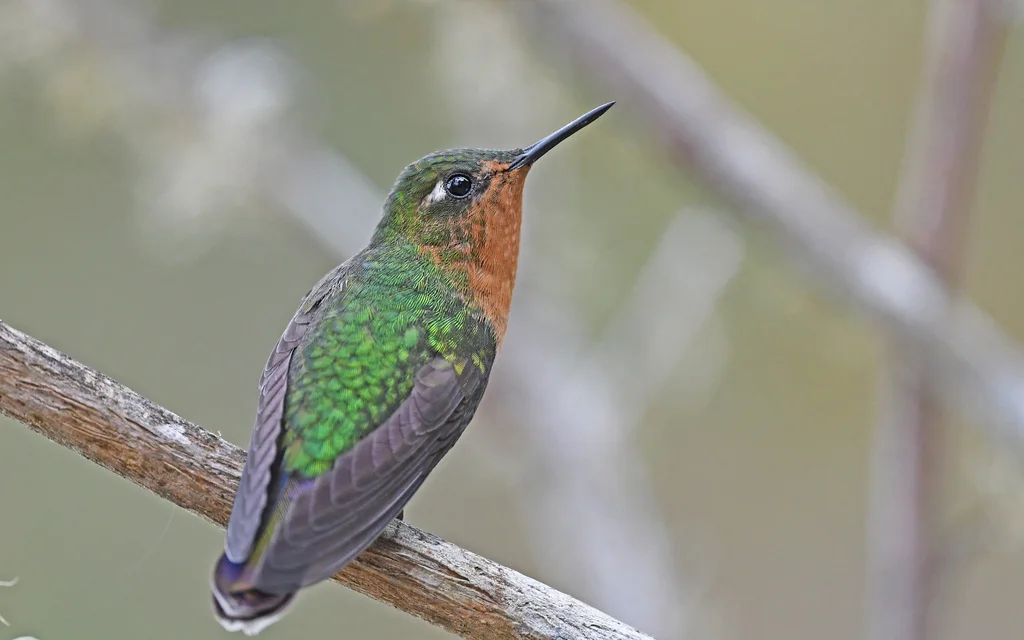 紫辉尾蜂鸟(Metallura tyrianthina)