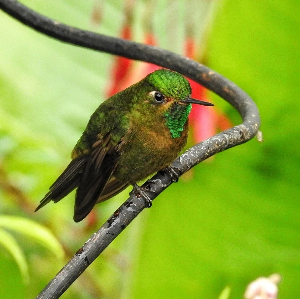 紫辉尾蜂鸟(Metallura tyrianthina)