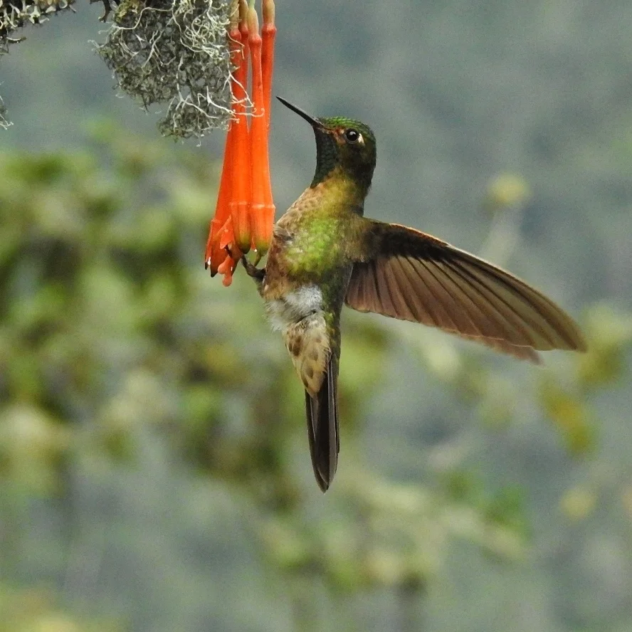 紫辉尾蜂鸟(Metallura tyrianthina)