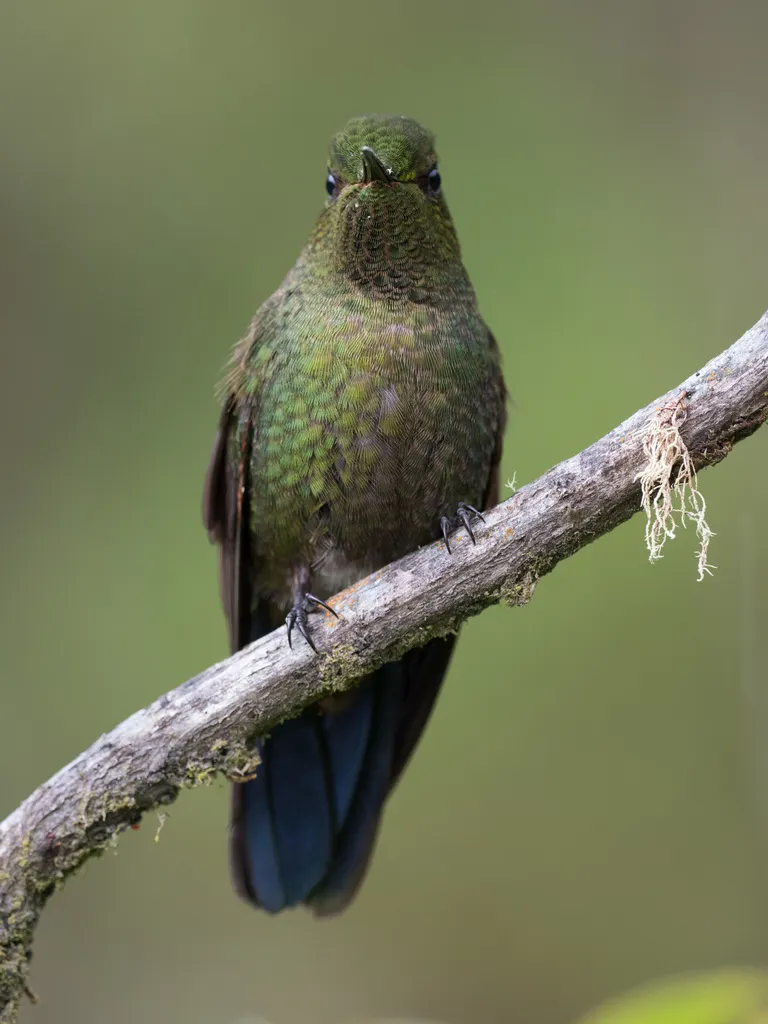 翠绿辉尾蜂鸟(Metallura williami)