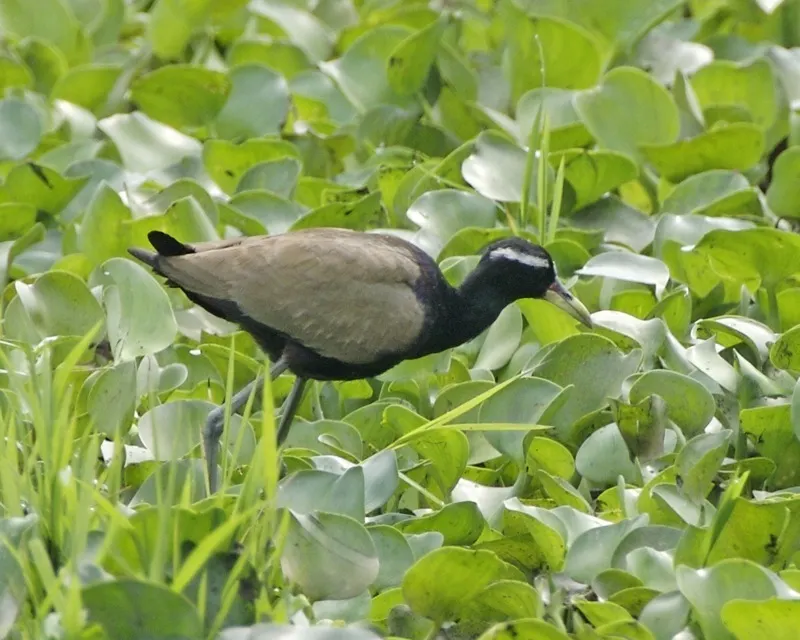 铜翅水雉(Metopidius indicus)