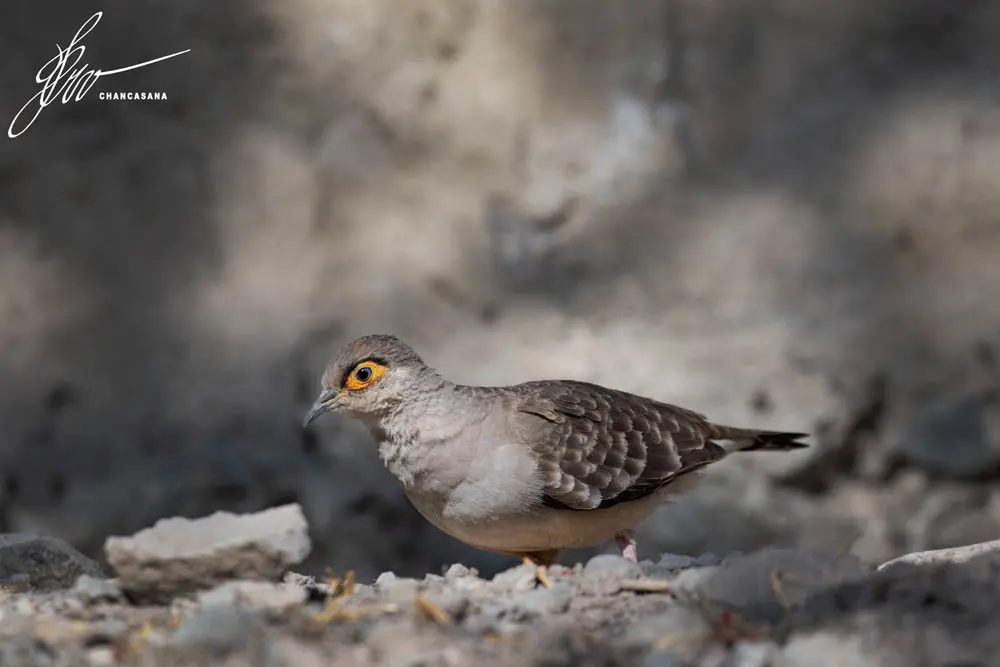 裸脸地鸠(Metriopelia ceciliae)