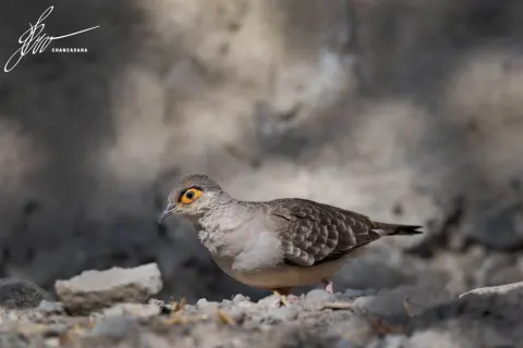 裸脸地鸠