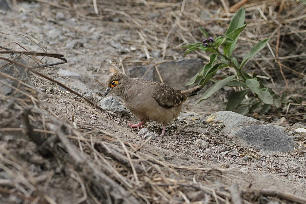 裸脸地鸠(Metriopelia ceciliae)