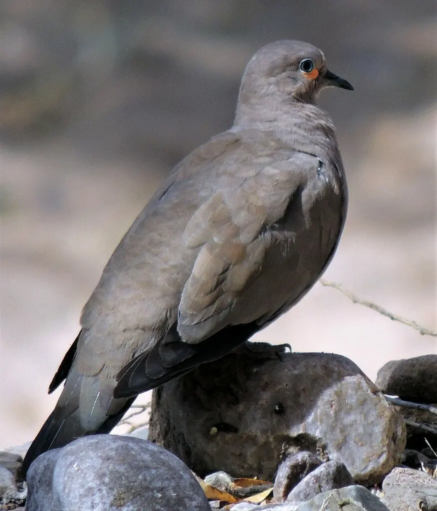 黑翅地鸠(Metriopelia melanoptera)