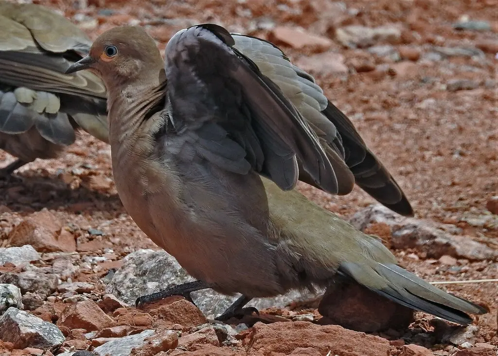 黑翅地鸠(Metriopelia melanoptera)