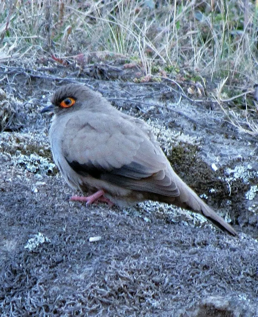 裸眶地鸠(Metriopelia morenoi)
